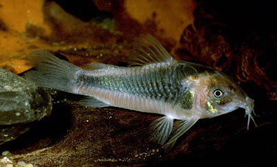 Corydoras eques